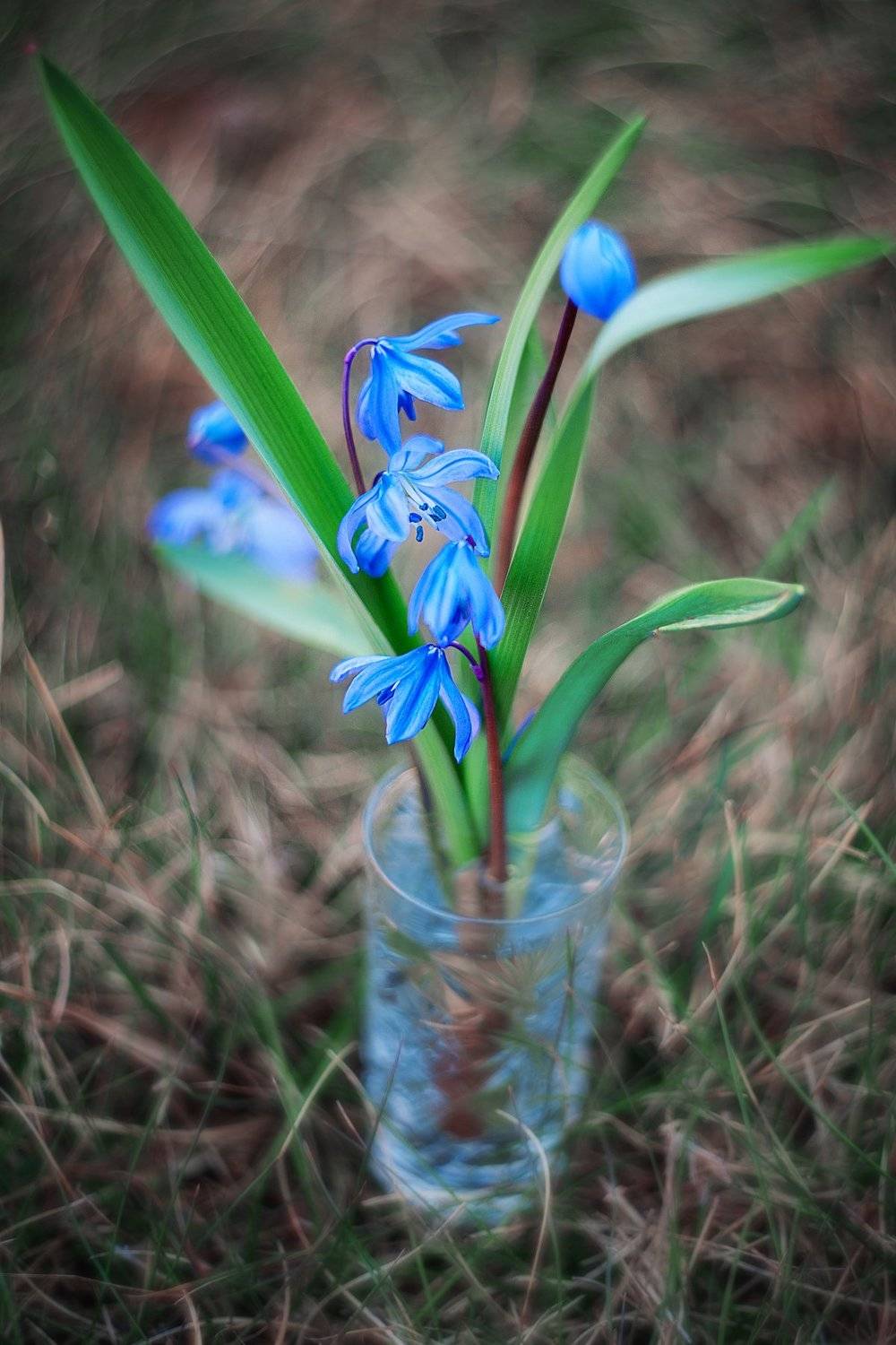 , Юлиана Джус