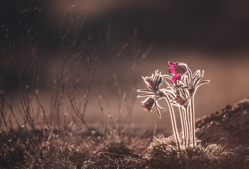 Букет из чувств и запаха эмоций... фото превью