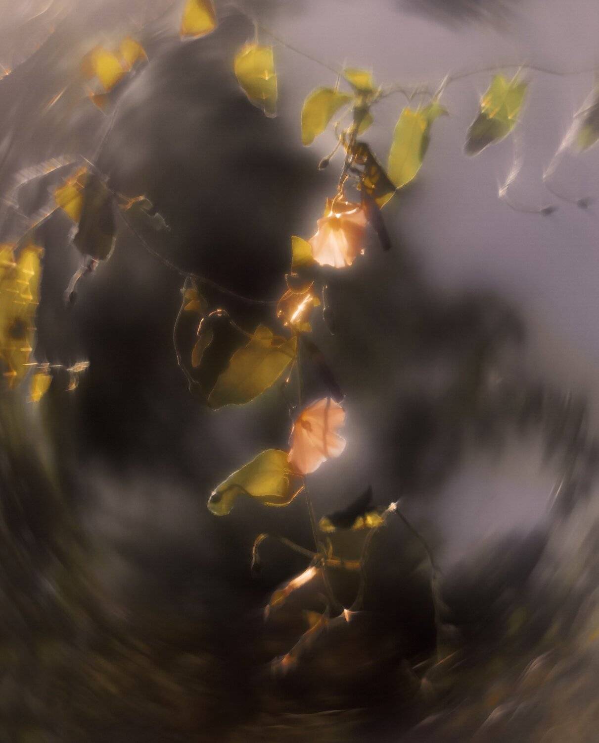 природа,беларусь,лето,макро, Sixten ( Сергей )