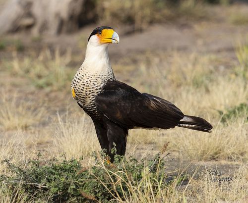 Обыкновенная каракара - Crested Caracara