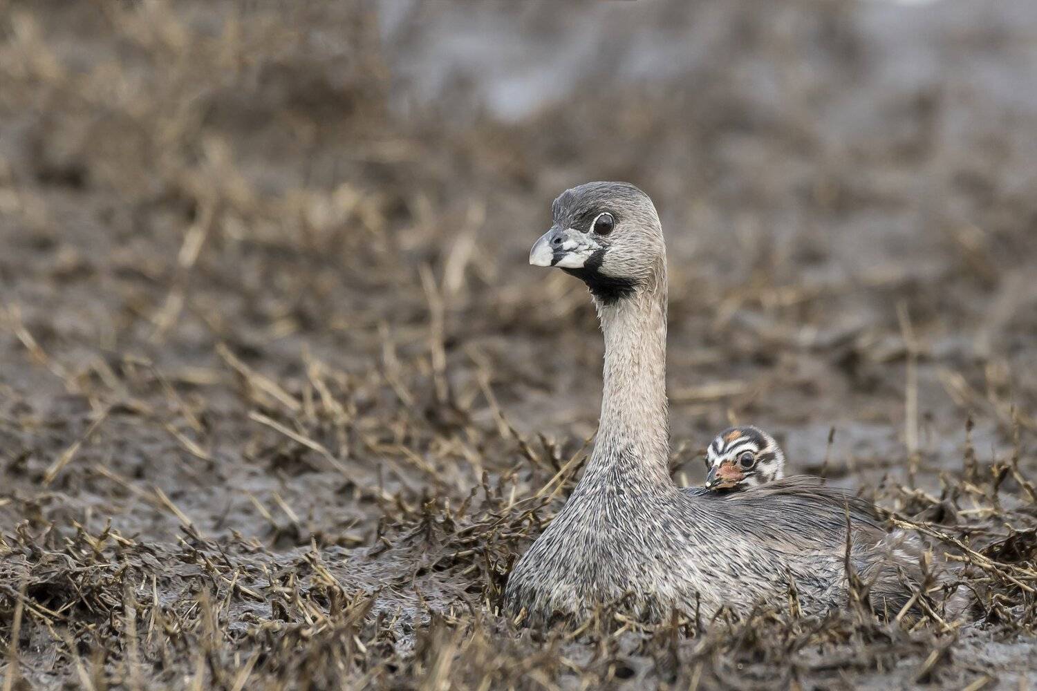 , Fernando Burgalin Sequeira