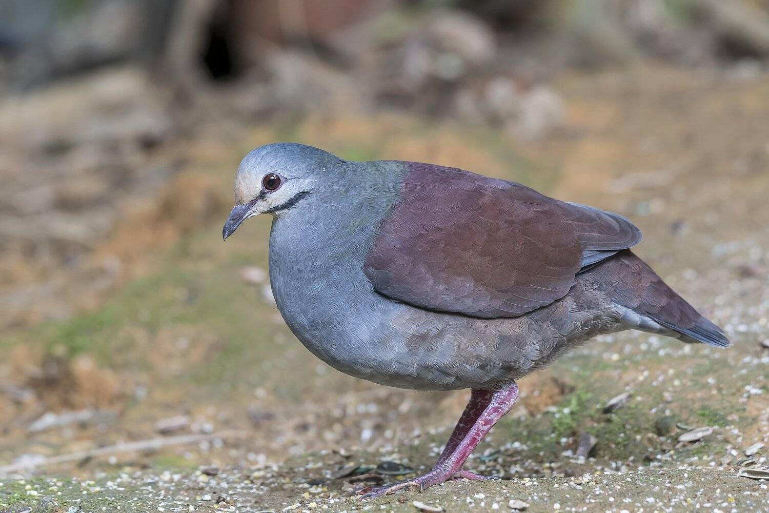 , Fernando Burgalin Sequeira