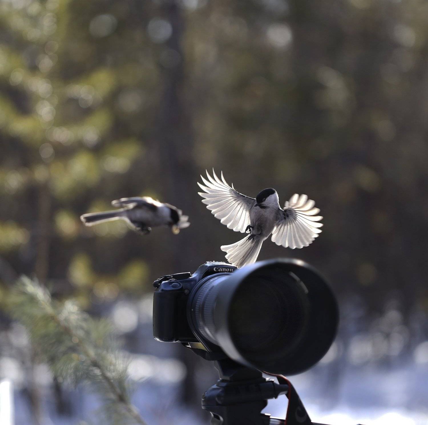 якутия, нерюнгри, гаичка, птицы, Евгения Левина