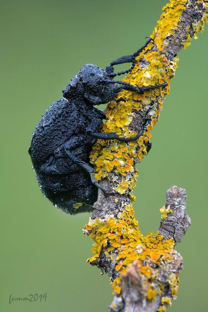 , Игорь ФУММ