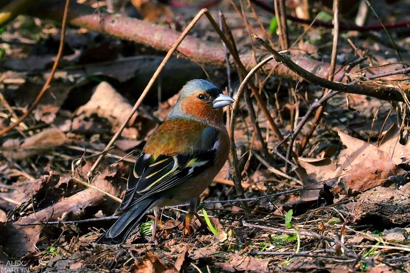 птицы *** фото превью