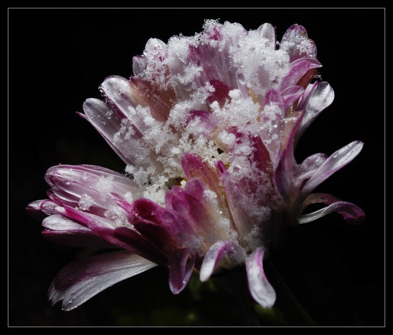 Противостояние фото превью