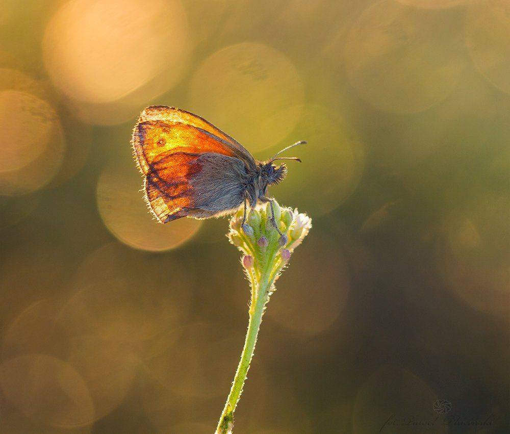 , Pawel Plucinski
