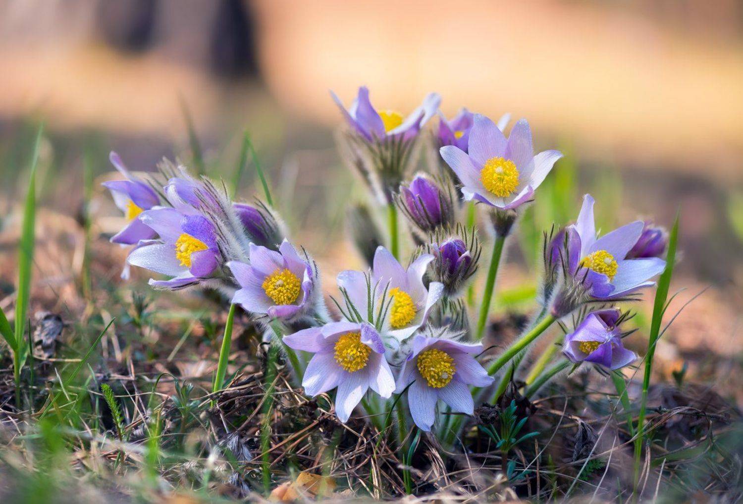 весна, цветы, сон-, трава, Галанзовская Оксана