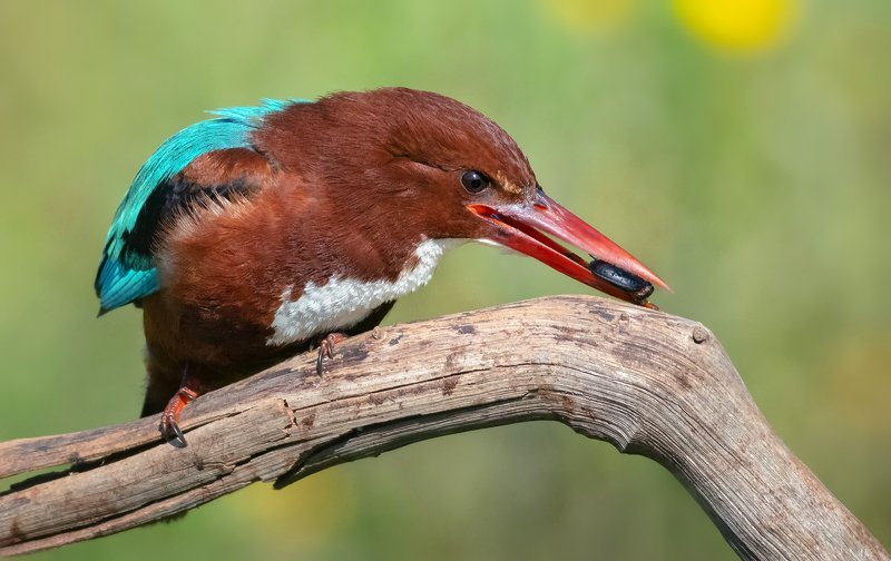 зимородок Добытчик ( Из серии \