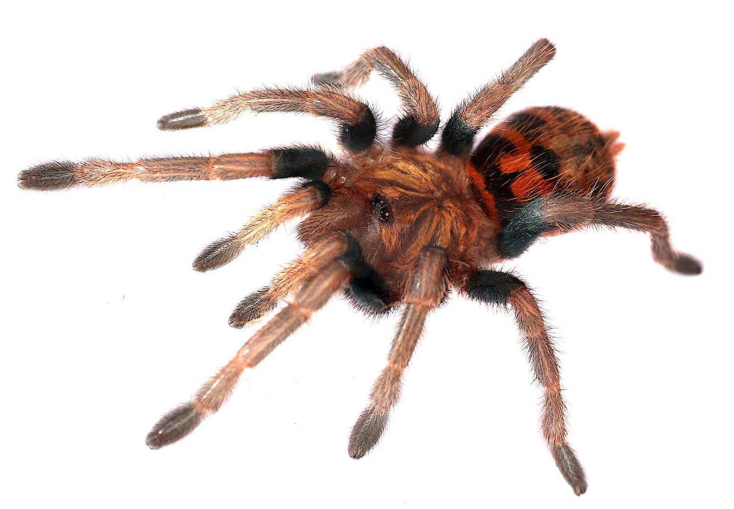 паук птицеед, Александр Зорин