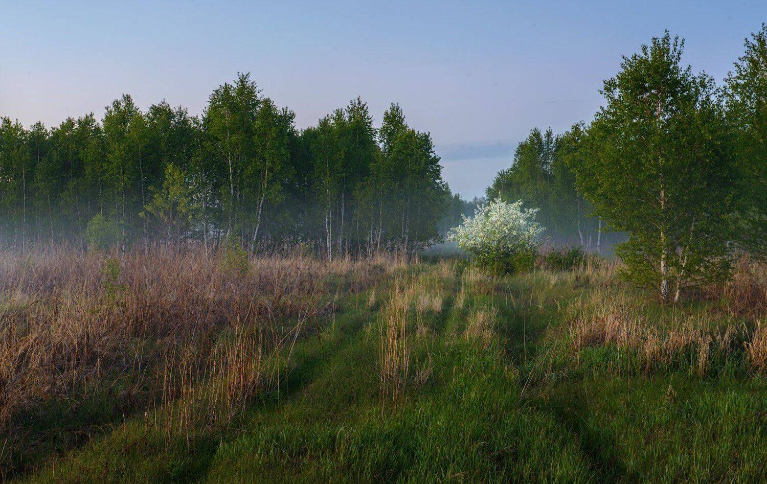 Зауралье, курганская, яблоня, яблони, Кутыгин Эдуард