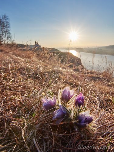 Первые цветы