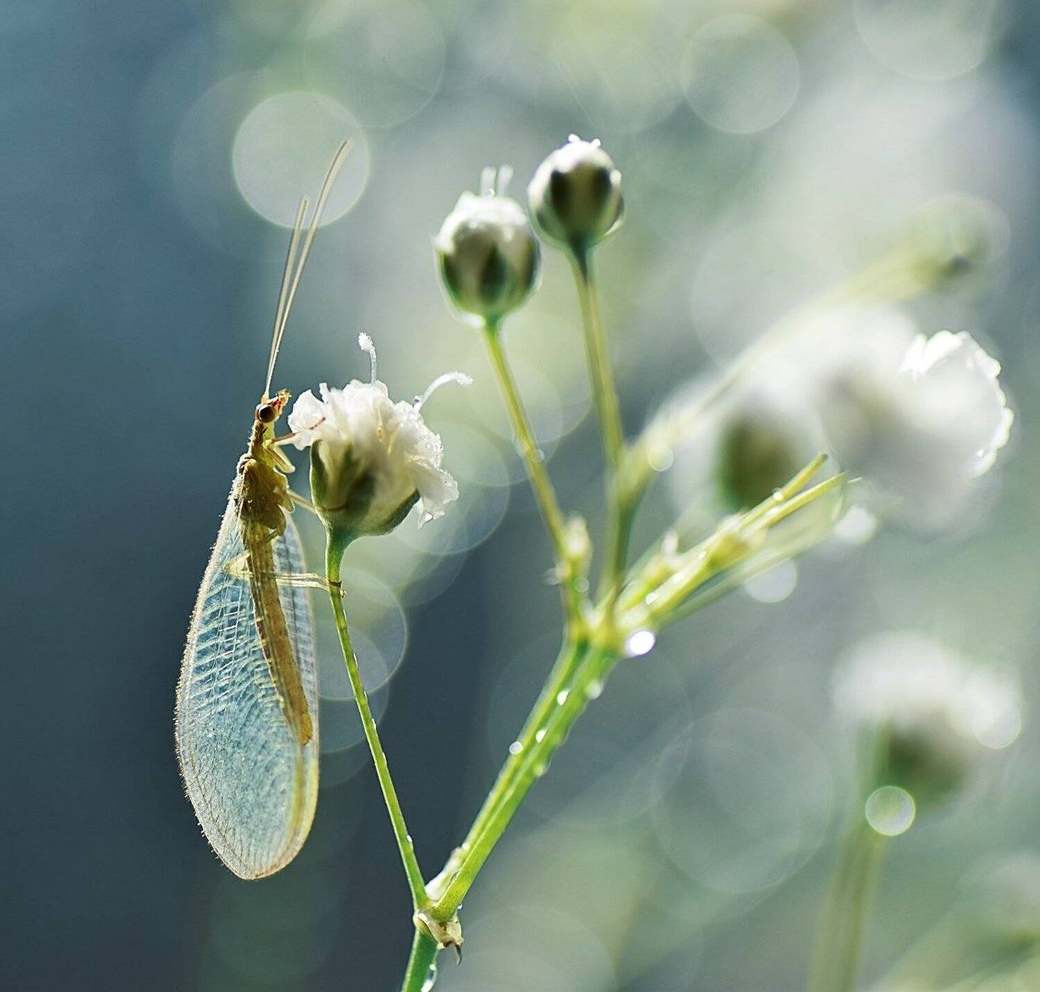 , Лапшина Владлена