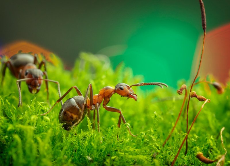 макро, муравей, Из жизни муравьёв фото превью