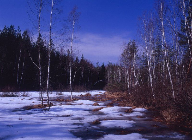 снег.лес.весна.деревья.талая, вода. Весна,вырубка. фото превью