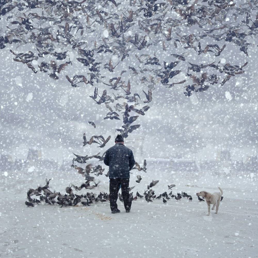 fog, birds, clouds, flight, man, white, snow, food, palace, nourishing, grains, Caras Ionut