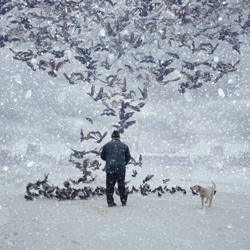 The pigeon feeders