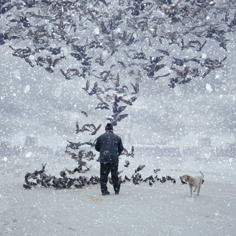 The pigeon feeders фото превью