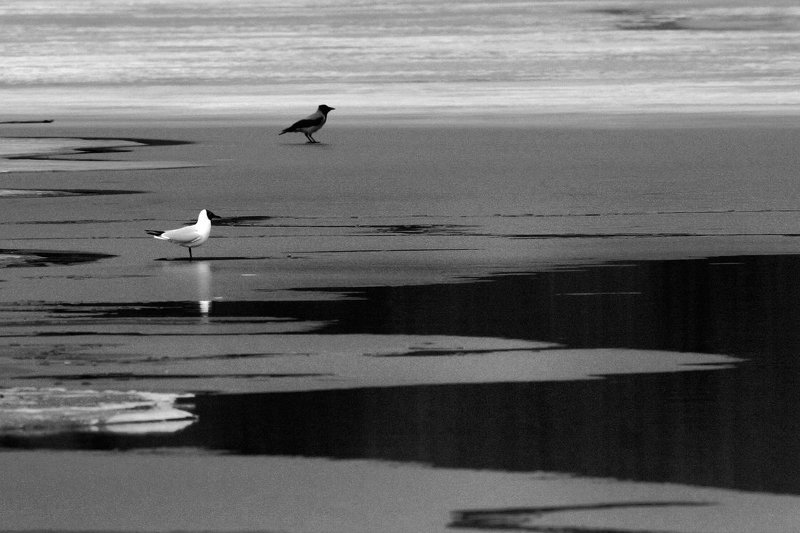 B&W фото превью