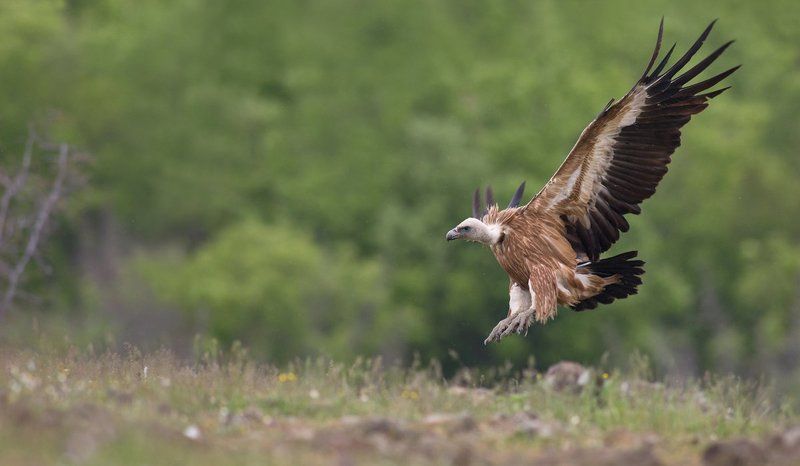 The king in flight (Gyps fulvus) фото превью