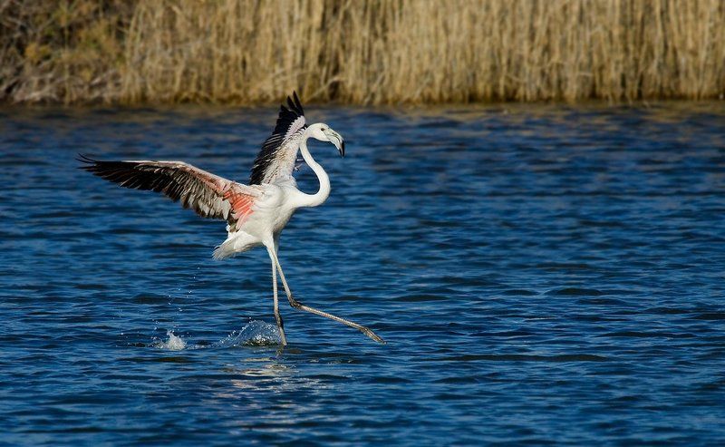 розовый, фламинго балет фото превью