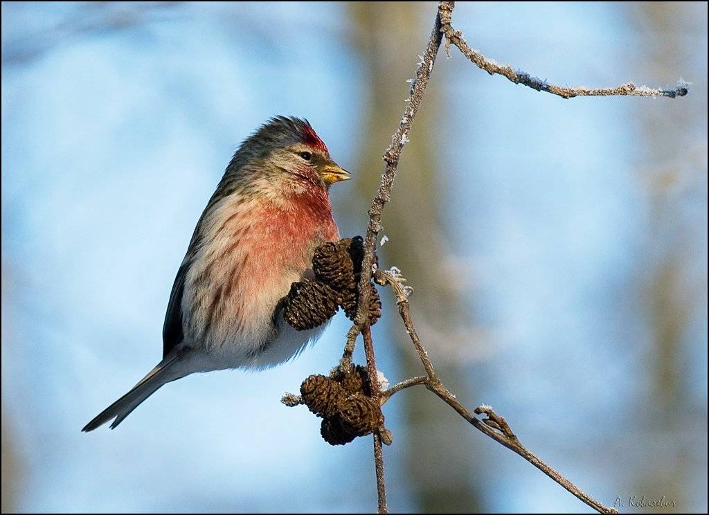 чечётка, (лат., carduelis, flammea), самец, Ковалевич А.