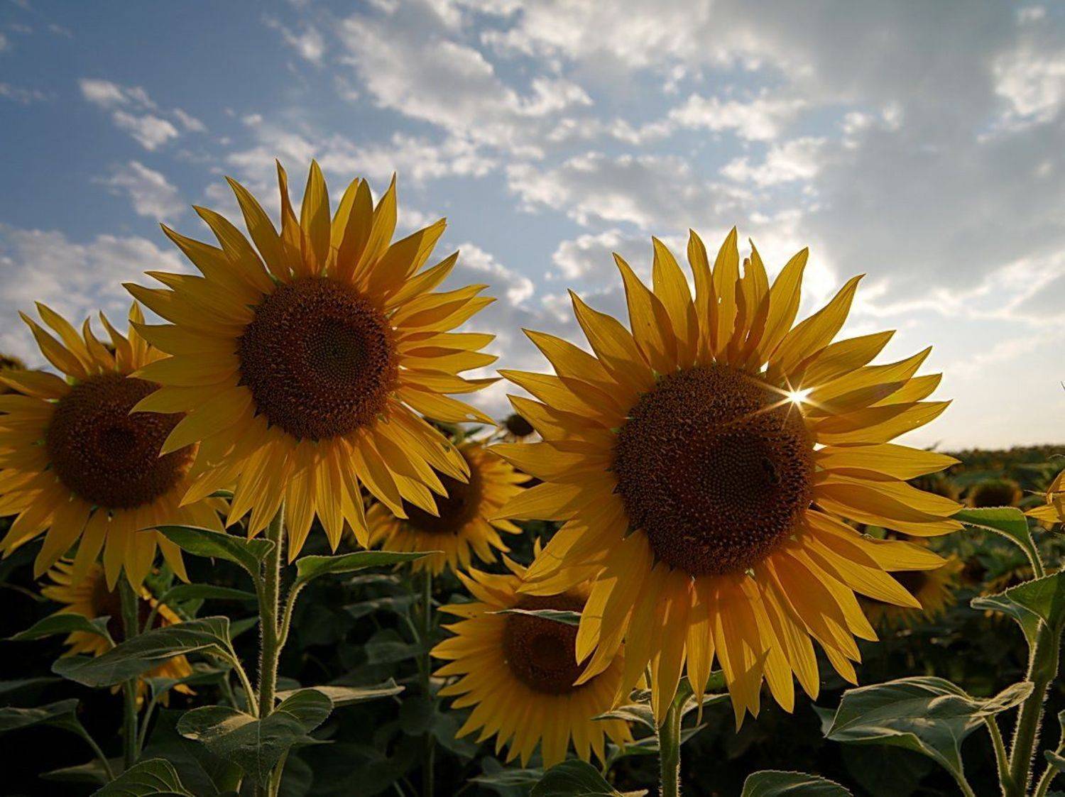 подсолнухи, лето. солнце, облака, Арсен Алабердов