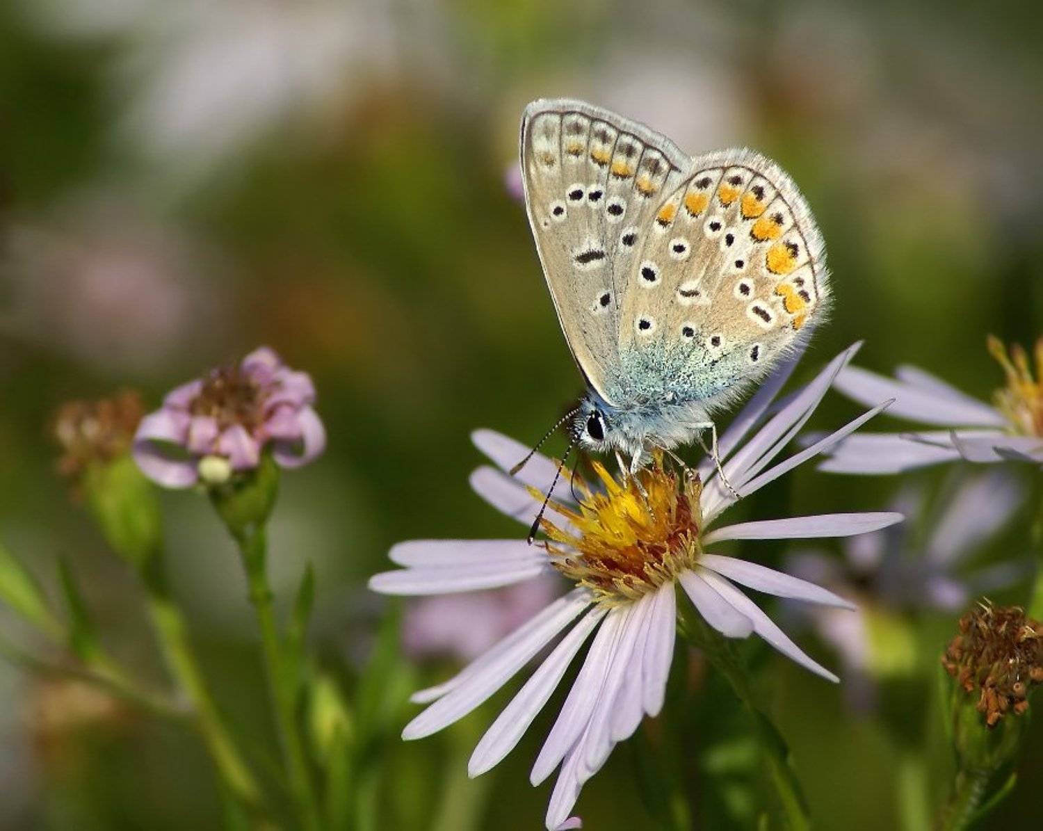 голубянка, Cheplenko Aleksey