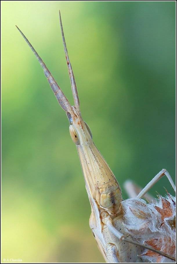 акрида,удивлённая,мордашка,крым, Александр Чувилин