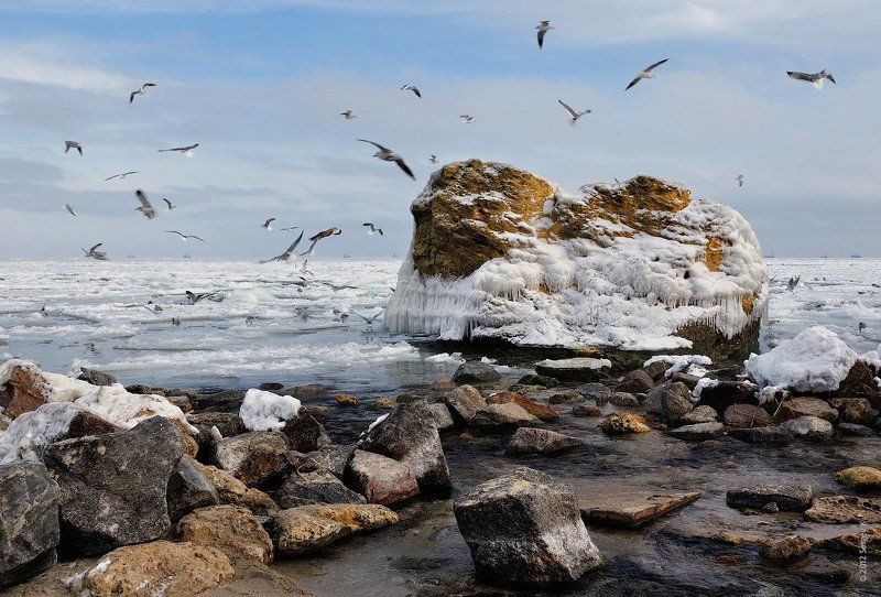 одесса, зима, снег, море, чайки Морозное море... фото превью
