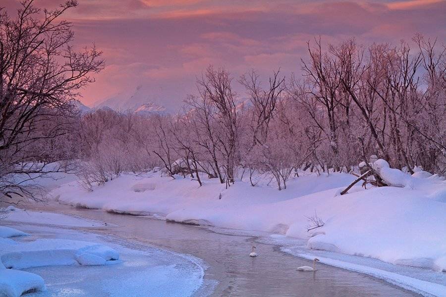 камчатка, вулкан, рассвет, лебеди, снег, река, мороз, утро, Денис Будьков