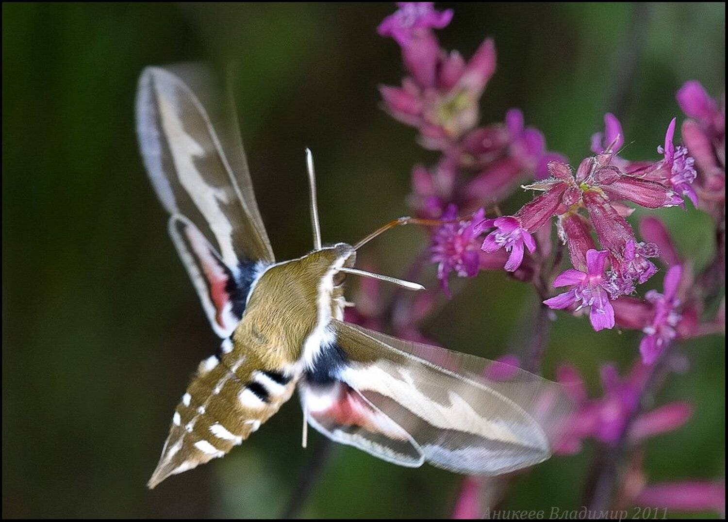бражник, подмаренниковый, Аникеев Владимир