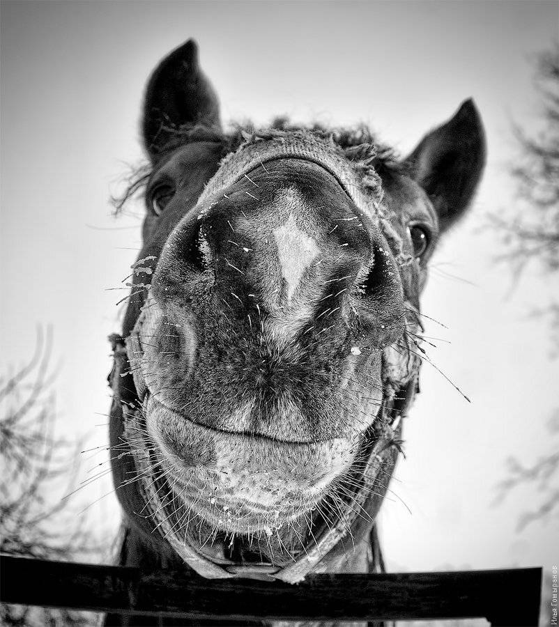 животные, лошади, портрет, ширик, фишай, Илья Гомыранов