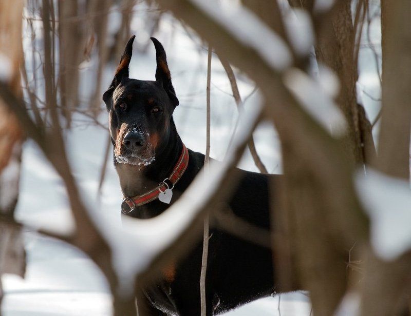 зимний Перец фото превью