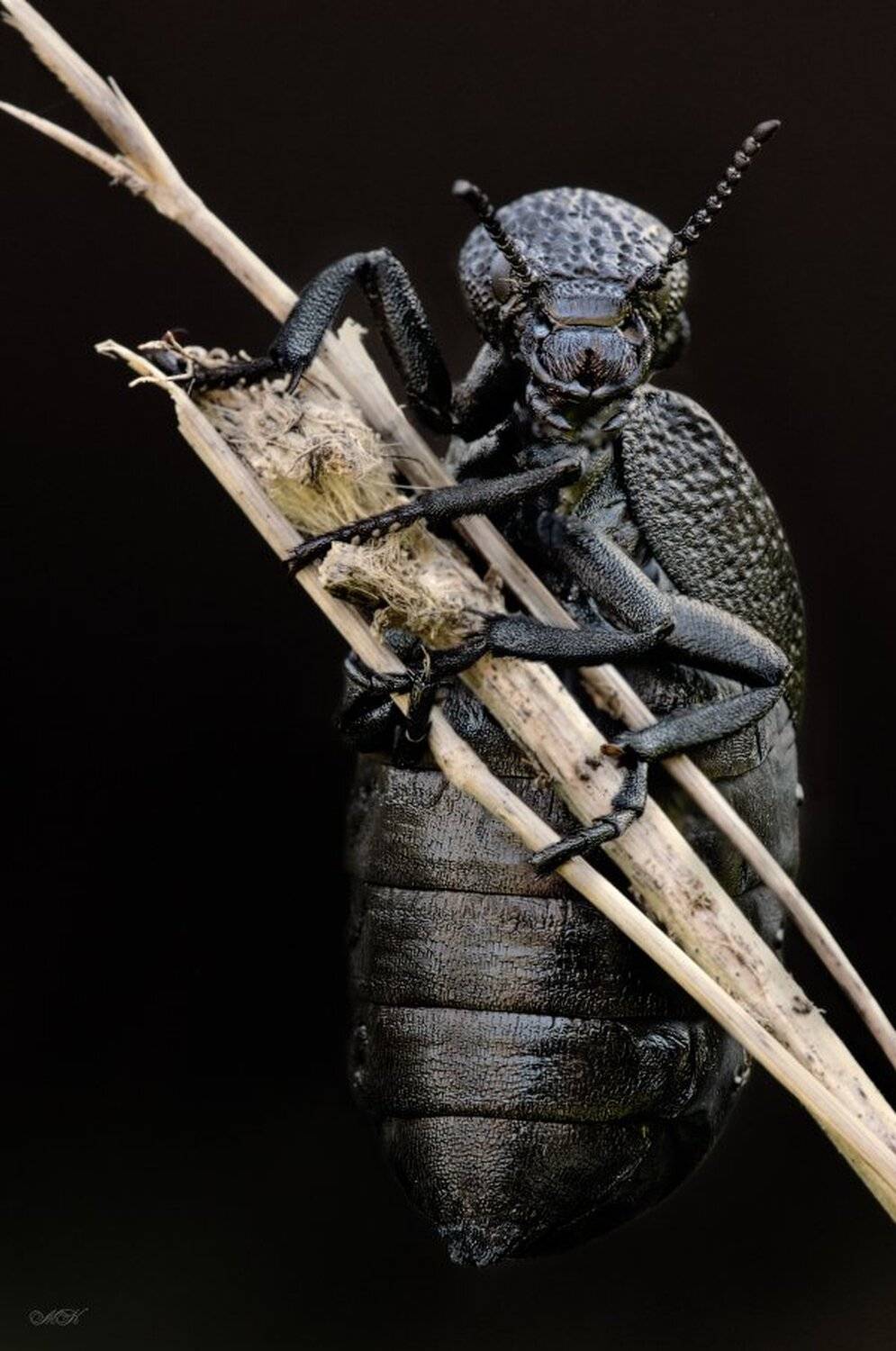 из, серии, Miron Karlinsky