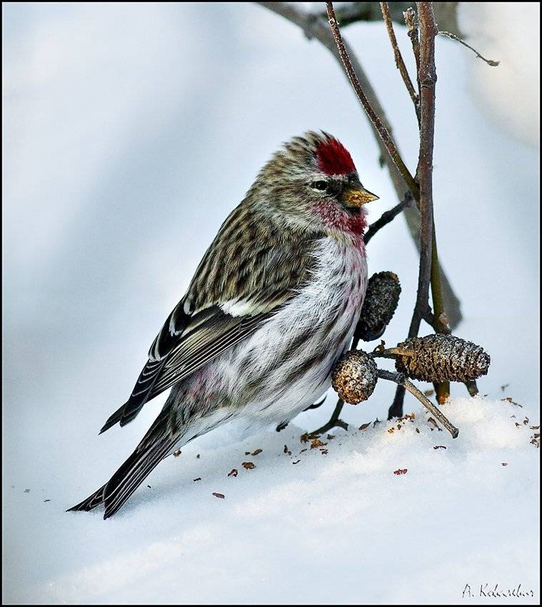 чечётка, Ковалевич А.