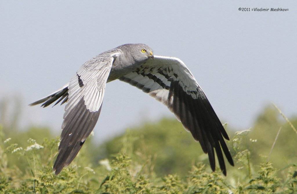 , &copy; =Vladimir Meshkov=