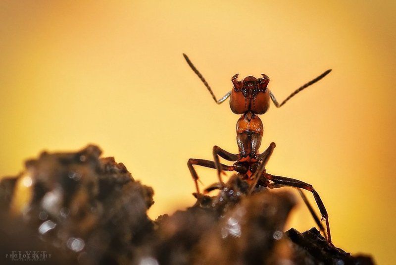 Sun ant фото превью