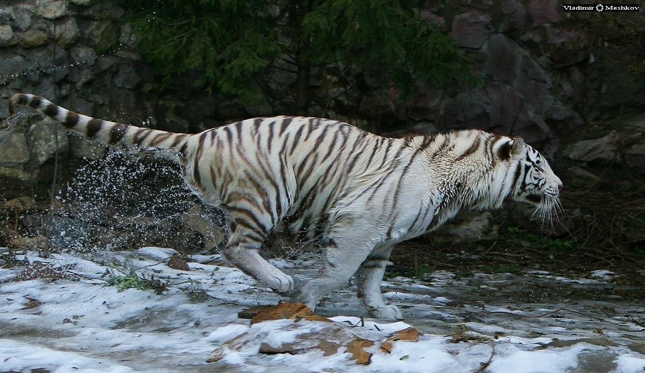 , &copy; =Vladimir Meshkov=