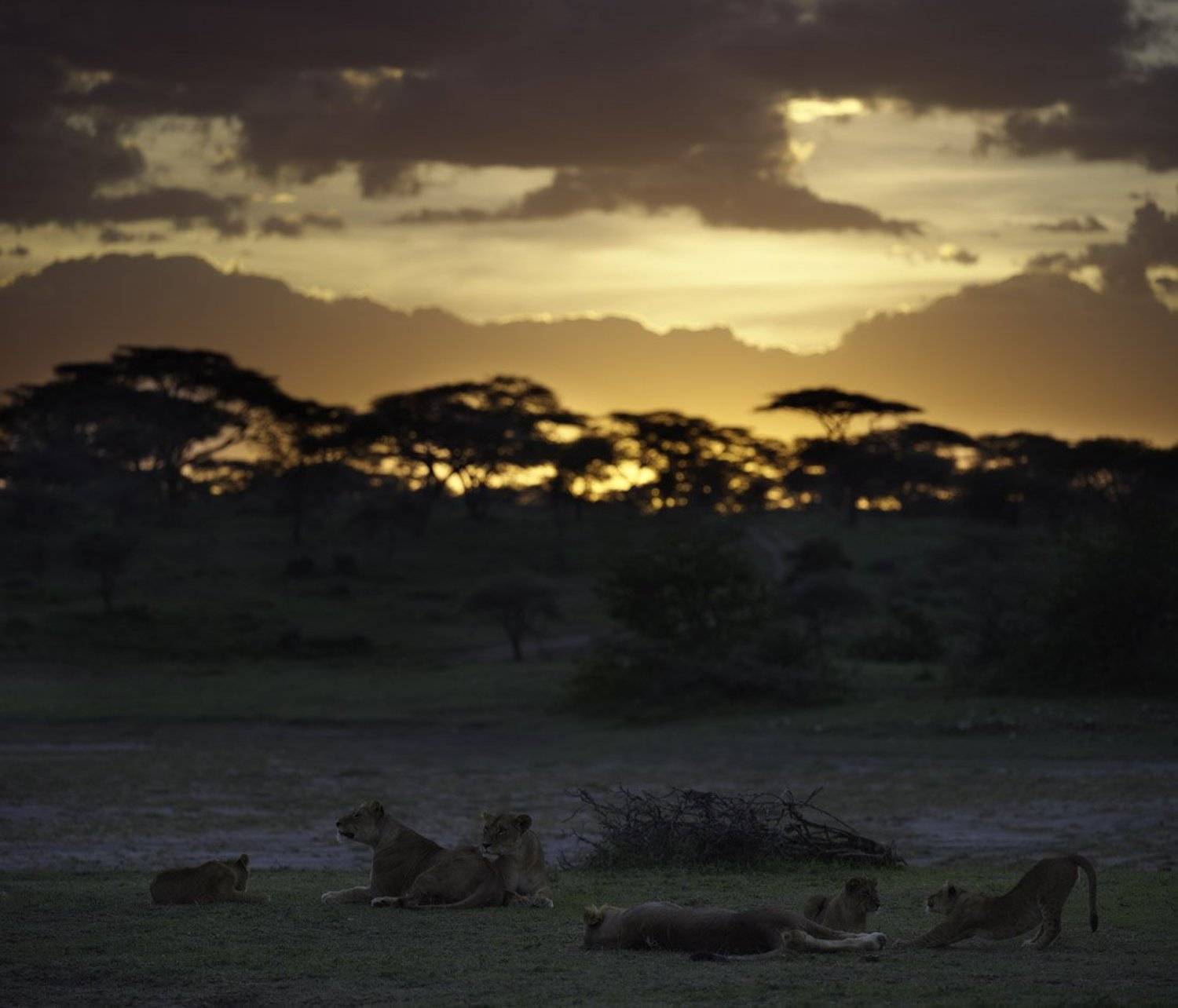 африка, танзания, серенгети, пейзаж, закат, львы, прайд, Николай Зиновьев