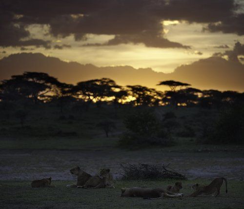 Когда приходят сумерки в саванну ...