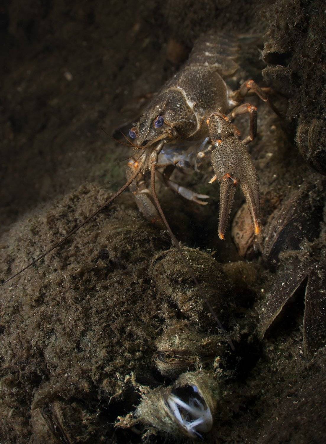 рак, Андрей Макеев