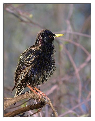 Весна идет, весне дорогу