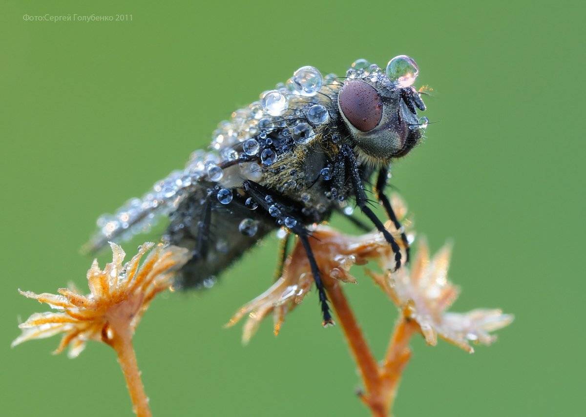 , Сергей Голубенко