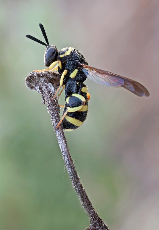 wasp, himenoptera, chalcid, canon, 450d, mp-e 65mm, macro Brachimera minuta фото превью