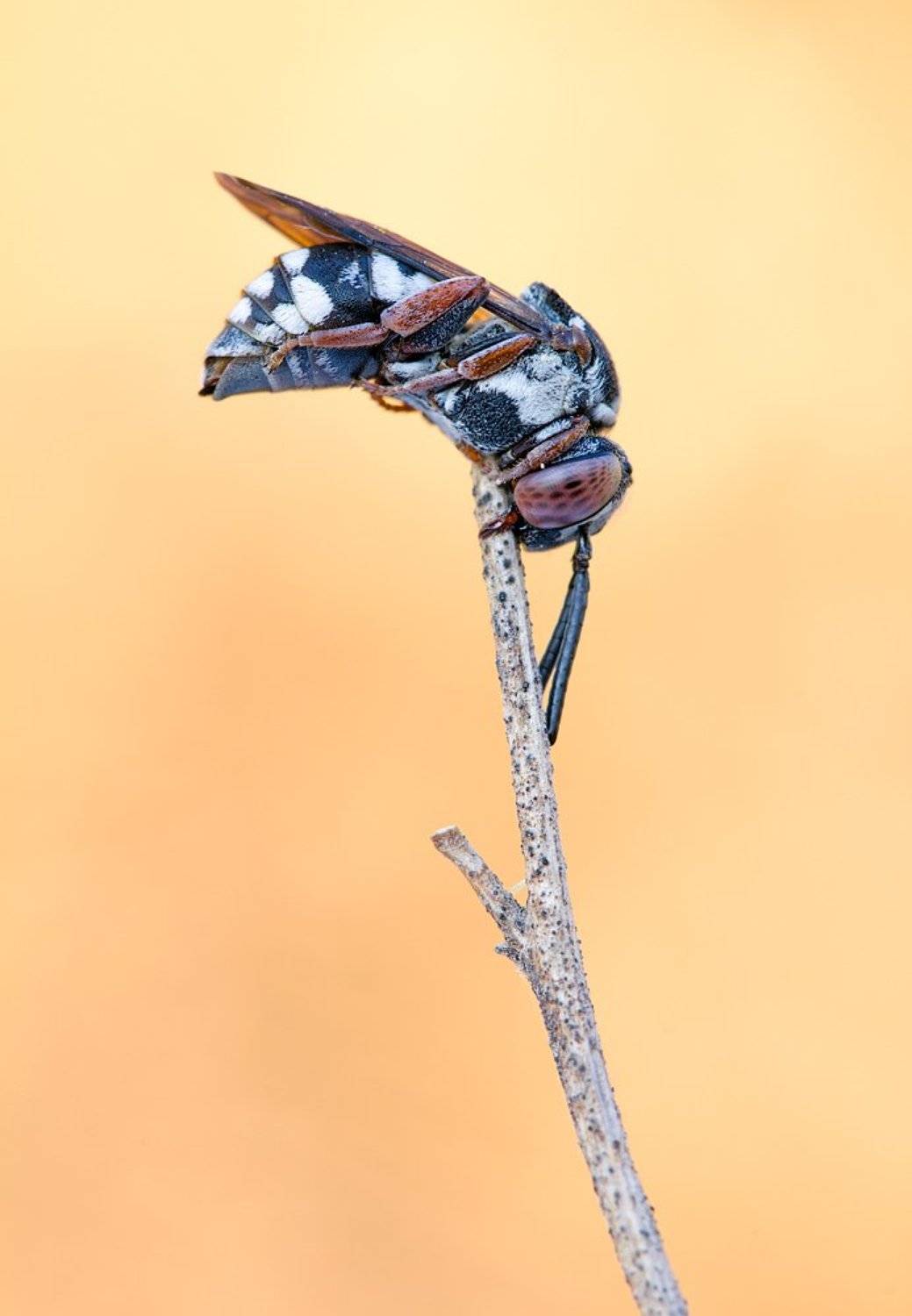 himenoptera, bees, canon, Remus Moise