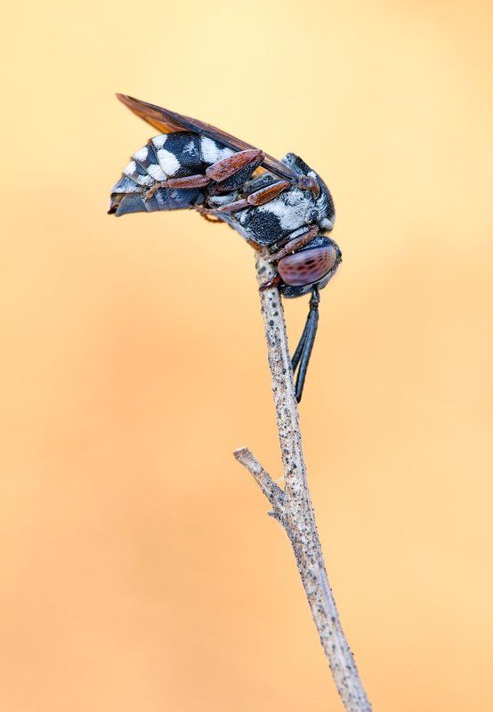 himenoptera, bees, canon Solitary фото превью