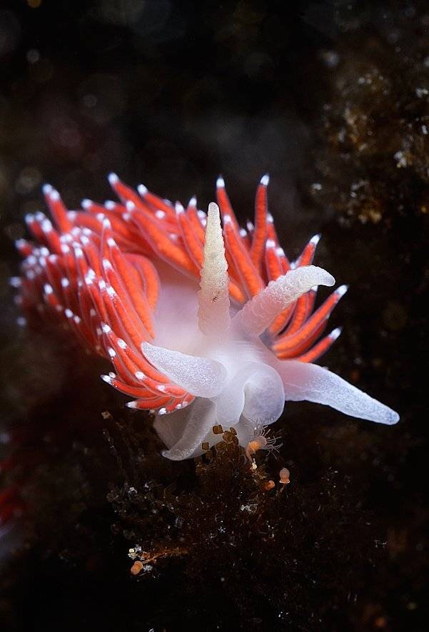 , Андрей Шпатак