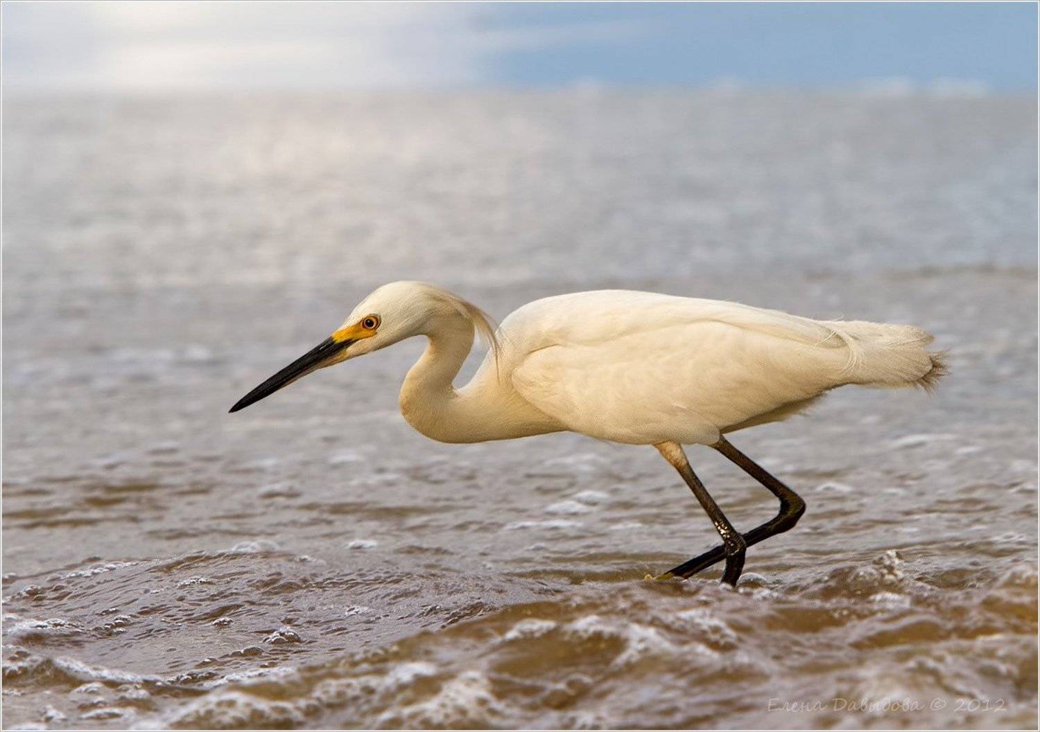 птицы, пернатые, цапли, американская белая цапля, Елена Давыдова