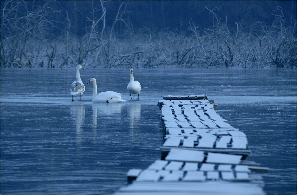 , Николай Шахманцир